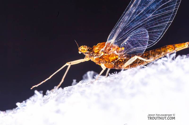 Female Eurylophella (Ephemerellidae) (Chocolate Dun) Mayfly Spinner from the West Fork of the Chippewa River in Wisconsin