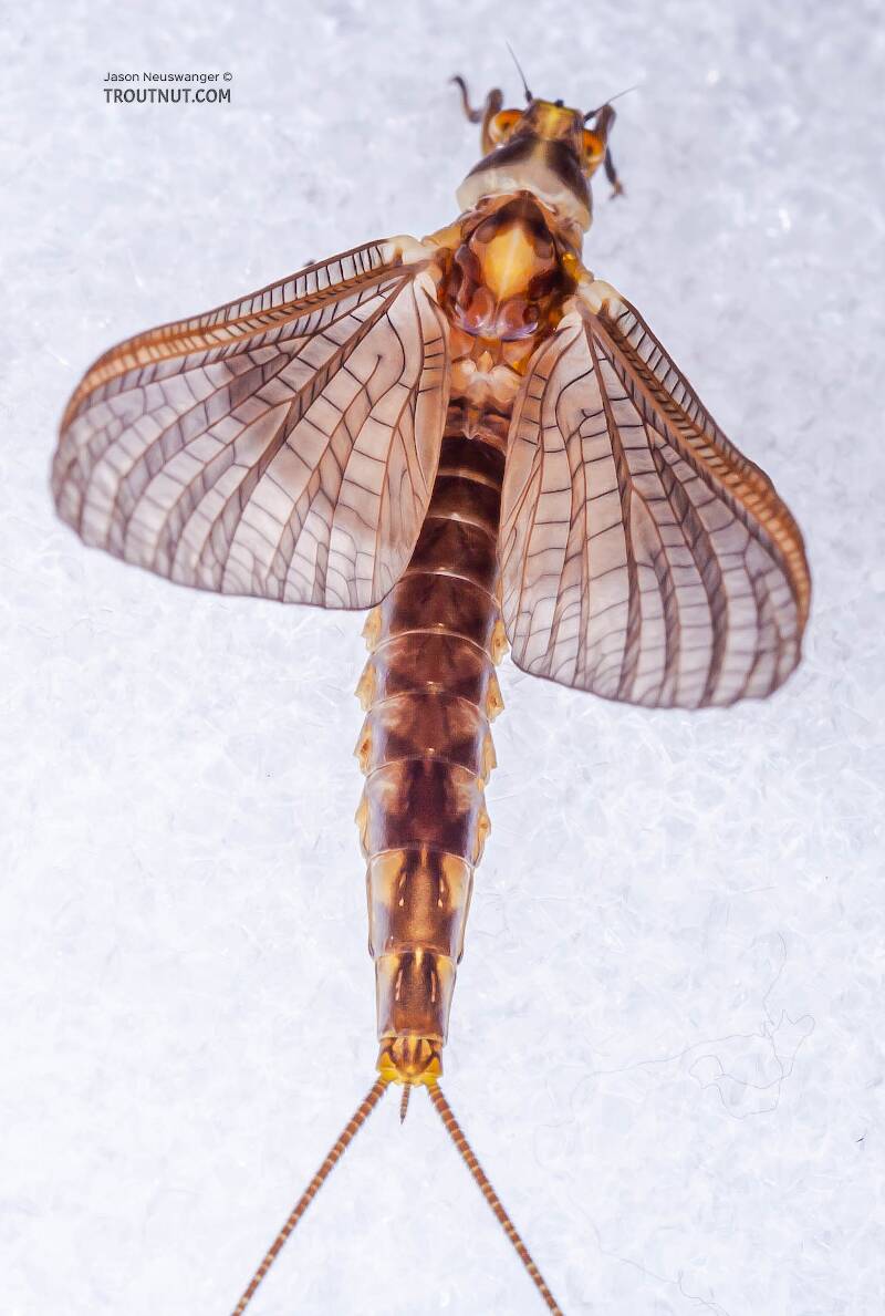 Dorsal view of a Female Hexagenia atrocaudata (Ephemeridae) (Late Hex) Mayfly Dun from the Teal River in Wisconsin