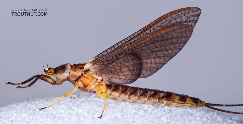 Lateral view of a Female Hexagenia atrocaudata (Ephemeridae) (Late Hex) Mayfly Dun from the Teal River in Wisconsin