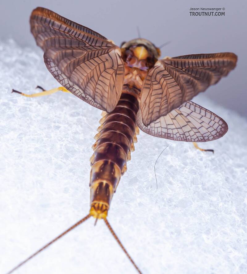 Female Hexagenia atrocaudata (Ephemeridae) (Late Hex) Mayfly Dun from the Teal River in Wisconsin