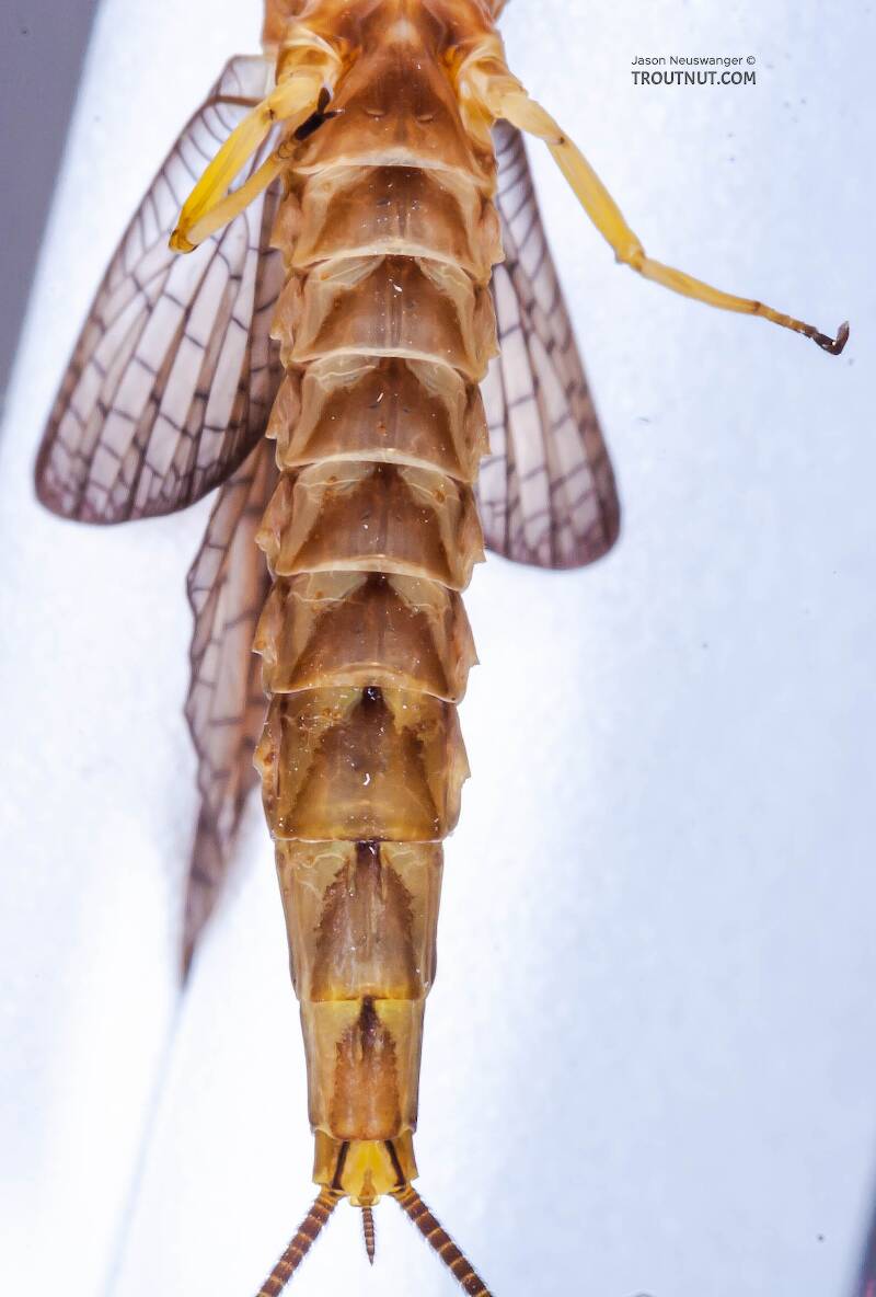 Ventral view of a Female Hexagenia atrocaudata (Ephemeridae) (Late Hex) Mayfly Dun from the Teal River in Wisconsin