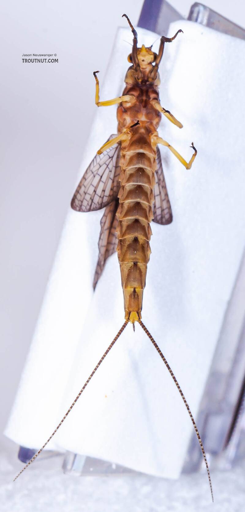 Female Hexagenia atrocaudata (Ephemeridae) (Late Hex) Mayfly Dun from the Teal River in Wisconsin
