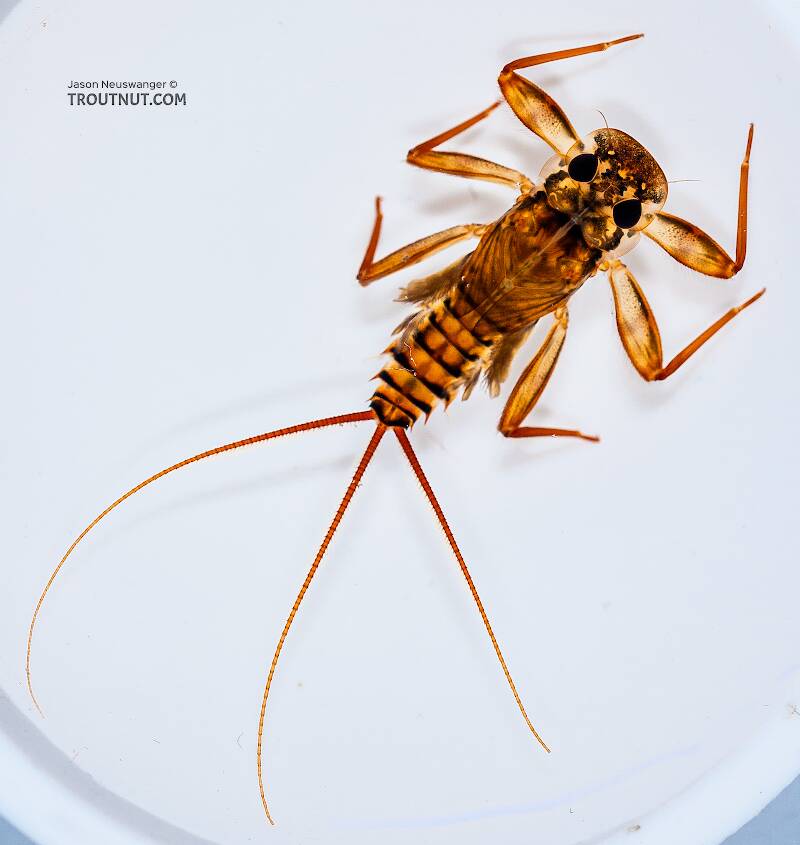 Dorsal view of a Stenonema vicarium (Heptageniidae) (March Brown) Mayfly Nymph from the Beaverkill River in New York