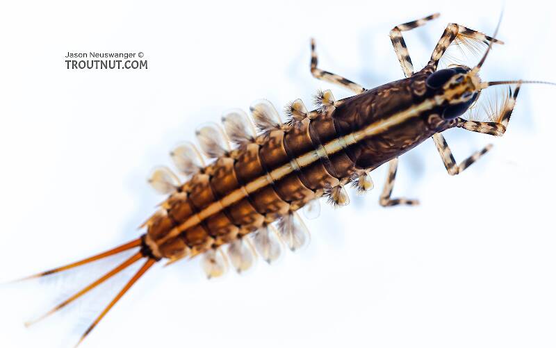 Dorsal view of a Isonychia bicolor (Isonychiidae) (Mahogany Dun) Mayfly Nymph from the Beaverkill River in New York
