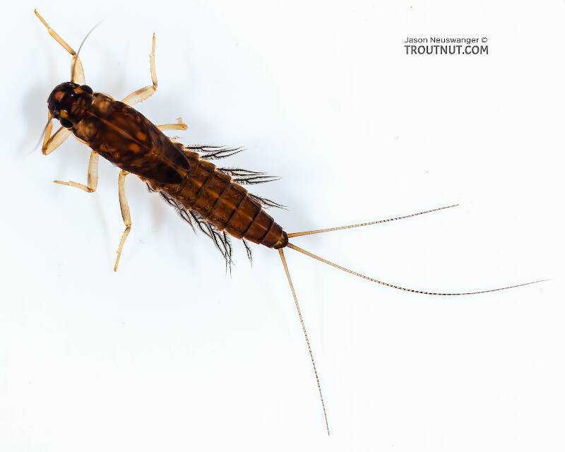 Dorsal view of a Neoleptophlebia (Leptophlebiidae) Mayfly Nymph from Mongaup Creek in New York