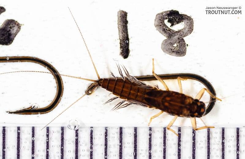 Ruler view of a Neoleptophlebia (Leptophlebiidae) Mayfly Nymph from Mongaup Creek in New York The smallest ruler marks are 1 mm.
