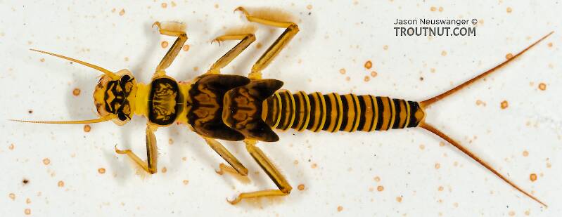 Dorsal view of a Isogenoides hansoni (Perlodidae) (Appalachian Springfly) Stonefly Nymph from Mongaup Creek in New York