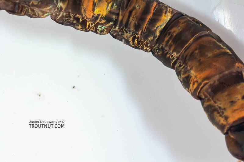 Hexatoma (Limoniidae) True Fly Larva from Mongaup Creek in New York