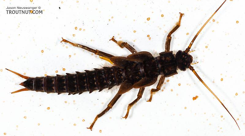 Dorsal view of a Pteronarcys proteus (Pteronarcyidae) (Salmonfly) Stonefly Nymph from Mongaup Creek in New York