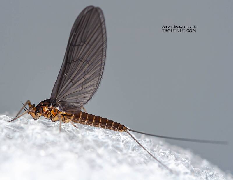 Lateral view of a Female Baetis (Baetidae) (Blue-Winged Olive) Mayfly Dun from Mongaup Creek in New York
