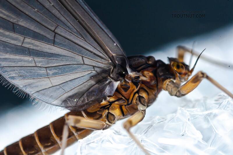 Female Baetis (Baetidae) (Blue-Winged Olive) Mayfly Dun from Mongaup Creek in New York
