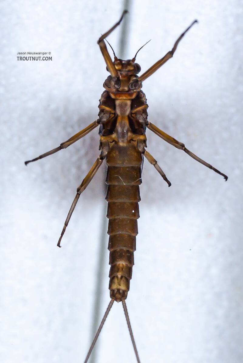 Ventral view of a Female Baetis (Baetidae) (Blue-Winged Olive) Mayfly Dun from Mongaup Creek in New York