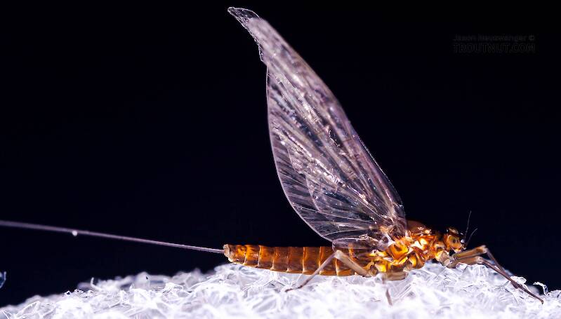 Lateral view of a Female Baetis (Baetidae) (Blue-Winged Olive) Mayfly Spinner from Mongaup Creek in New York
