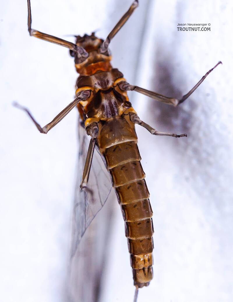 Ventral view of a Female Baetis (Baetidae) (Blue-Winged Olive) Mayfly Spinner from Mongaup Creek in New York
