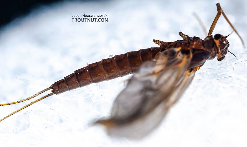 Dorsal view of a Female Paraleptophlebia (Leptophlebiidae) (Blue Quill) Mayfly Dun from the Beaverkill River in New York
