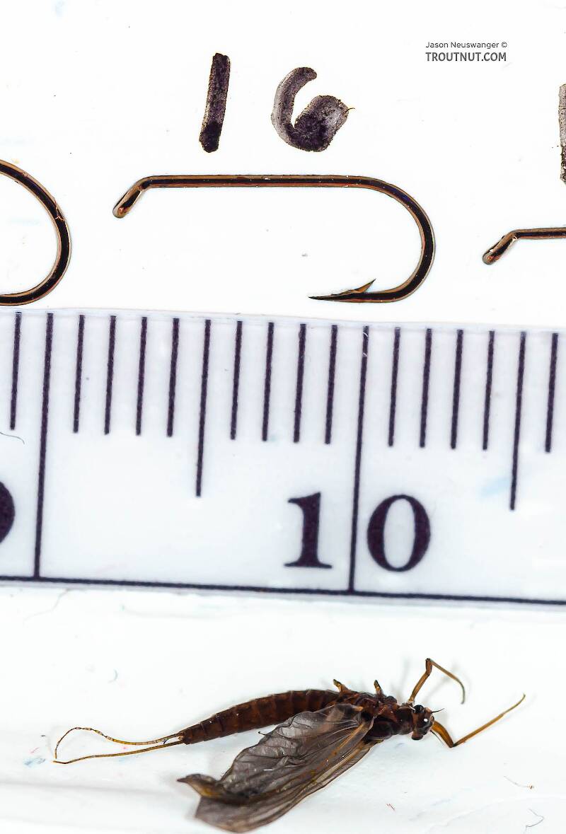 Ruler view of a Female Paraleptophlebia (Leptophlebiidae) (Blue Quill) Mayfly Dun from the Beaverkill River in New York The smallest ruler marks are 1 mm.
