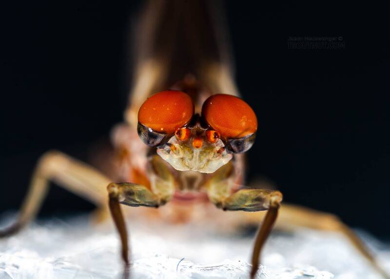 Male Ephemerella subvaria (Ephemerellidae) (Hendrickson) Mayfly Dun from the Beaverkill River in New York