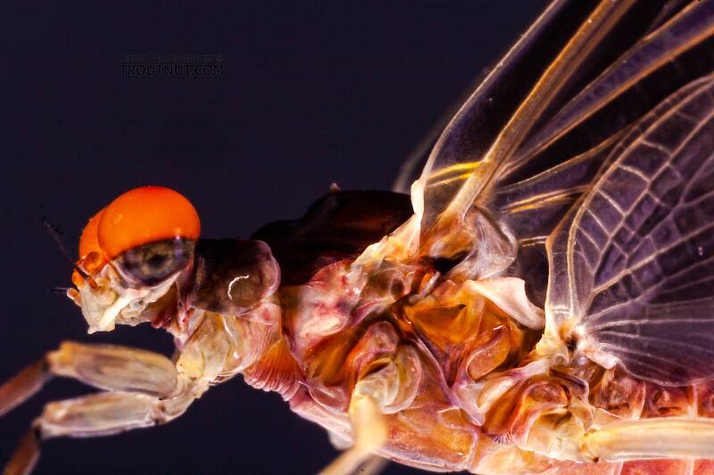 Artistic view of a Male Ephemerella subvaria (Ephemerellidae) (Hendrickson) Mayfly Dun from the Beaverkill River in New York