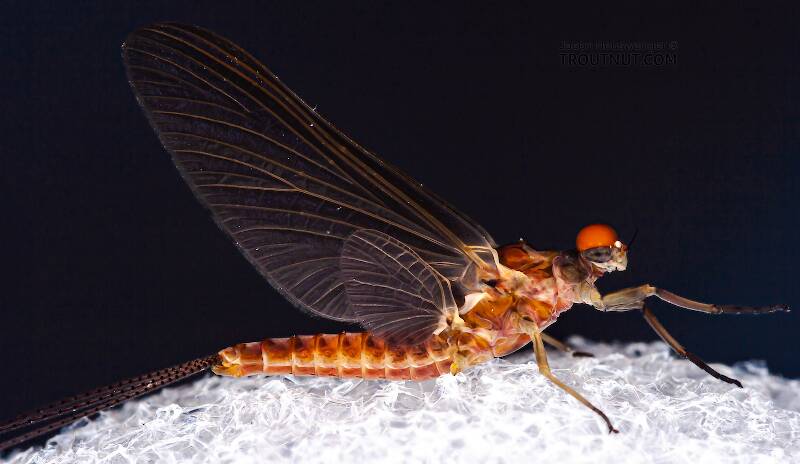 Male Ephemerella subvaria (Ephemerellidae) (Hendrickson) Mayfly Dun from the Beaverkill River in New York