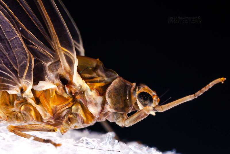 Female Ephemerella subvaria (Ephemerellidae) (Hendrickson) Mayfly Dun from the Beaverkill River in New York