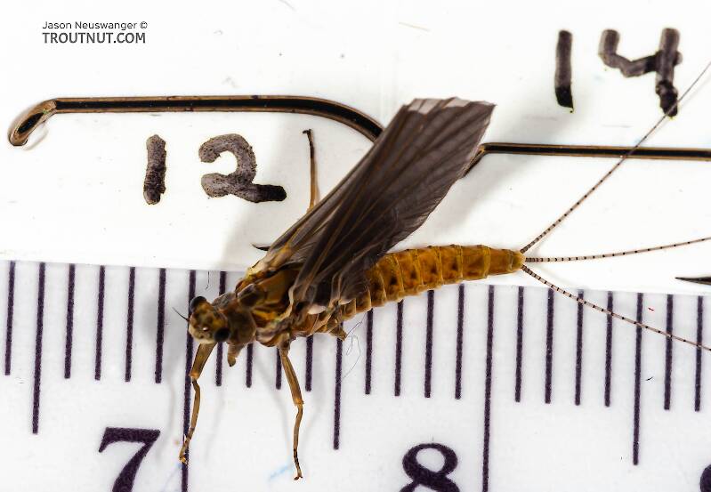 Ruler view of a Female Ephemerella subvaria (Ephemerellidae) (Hendrickson) Mayfly Dun from the Beaverkill River in New York The smallest ruler marks are 1 mm.