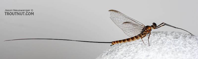 Male Epeorus pleuralis (Heptageniidae) (Quill Gordon) Mayfly Spinner from Mongaup Creek in New York