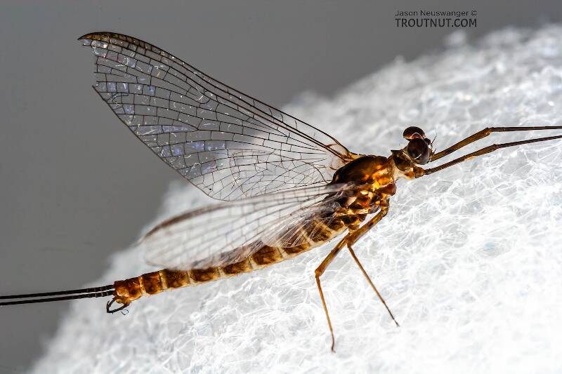 Lateral view of a Male Epeorus pleuralis (Heptageniidae) (Quill Gordon) Mayfly Spinner from Mongaup Creek in New York