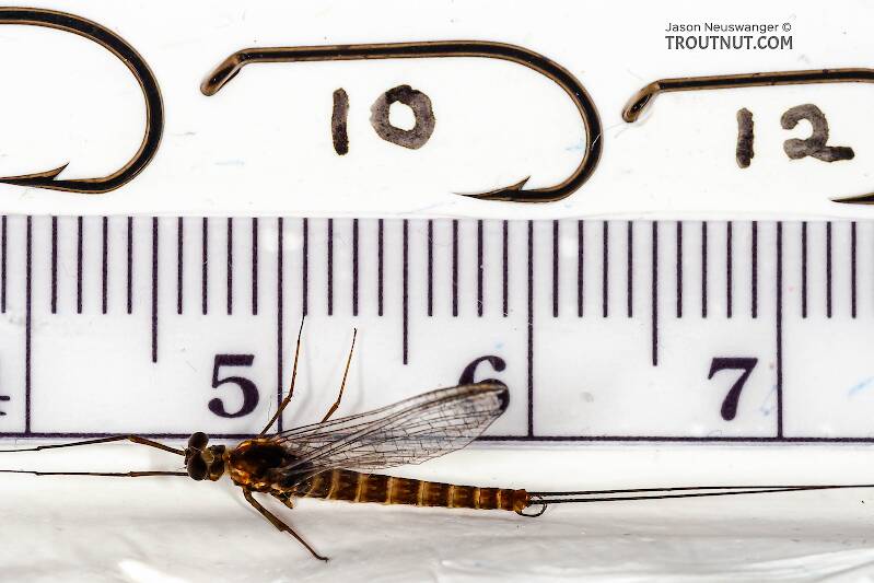 Ruler view of a Male Epeorus pleuralis (Heptageniidae) (Quill Gordon) Mayfly Spinner from Mongaup Creek in New York The smallest ruler marks are 1 mm.