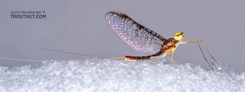 Lateral view of a Male Leucrocuta hebe (Heptageniidae) (Little Yellow Quill) Mayfly Spinner from the Teal River in Wisconsin