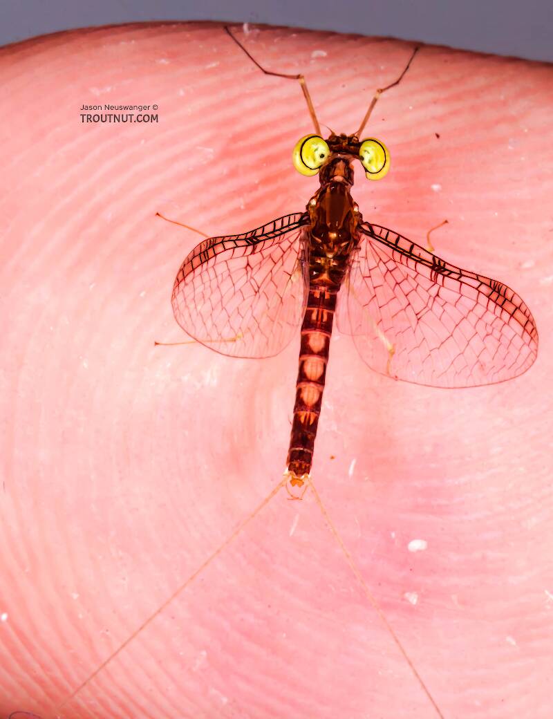 Male Leucrocuta hebe (Heptageniidae) (Little Yellow Quill) Mayfly Spinner from the Teal River in Wisconsin