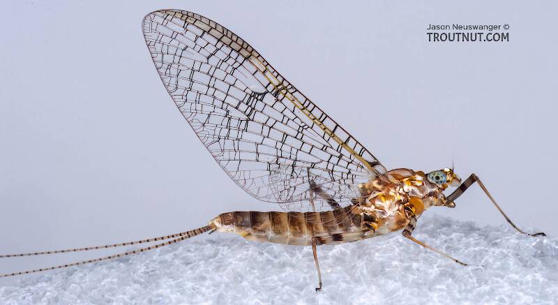Lateral view of a Female Stenonema (Heptageniidae) (March Browns and Cahills) Mayfly Spinner from the Bois Brule River in Wisconsin
