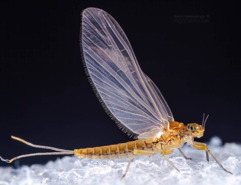 Lateral view of a Female Baetis (Baetidae) (Blue-Winged Olive) Mayfly Dun from the Bois Brule River in Wisconsin