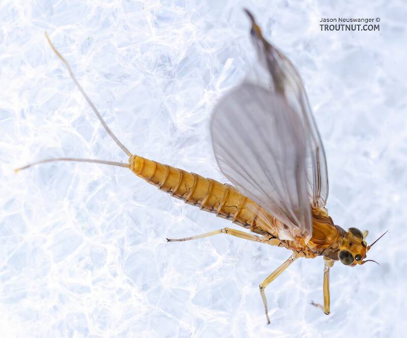 Dorsal view of a Female Baetis (Baetidae) (Blue-Winged Olive) Mayfly Dun from the Bois Brule River in Wisconsin