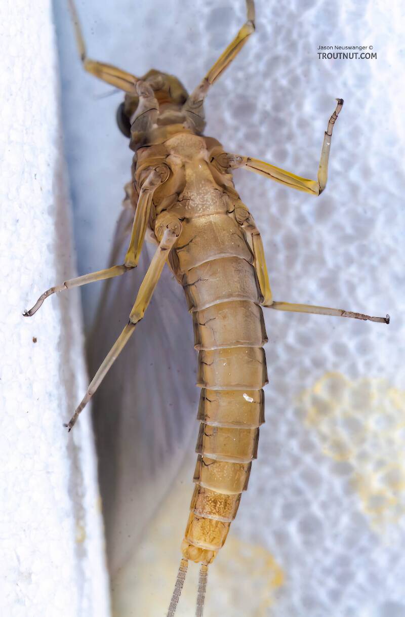 Ventral view of a Female Baetis (Baetidae) (Blue-Winged Olive) Mayfly Dun from the Bois Brule River in Wisconsin