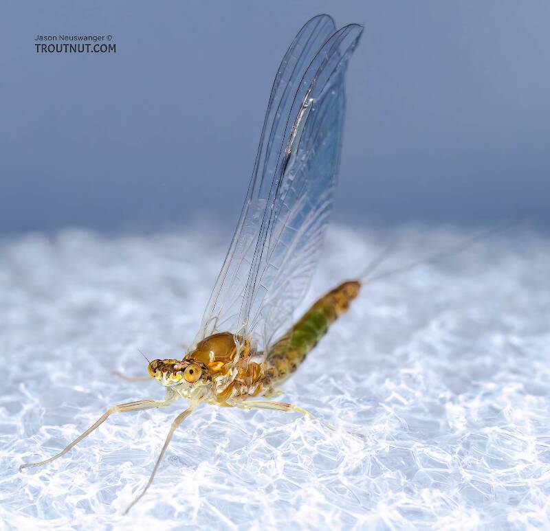 Female Ephemerella excrucians (Ephemerellidae) (Pale Morning Dun) Mayfly Spinner from the Bois Brule River in Wisconsin