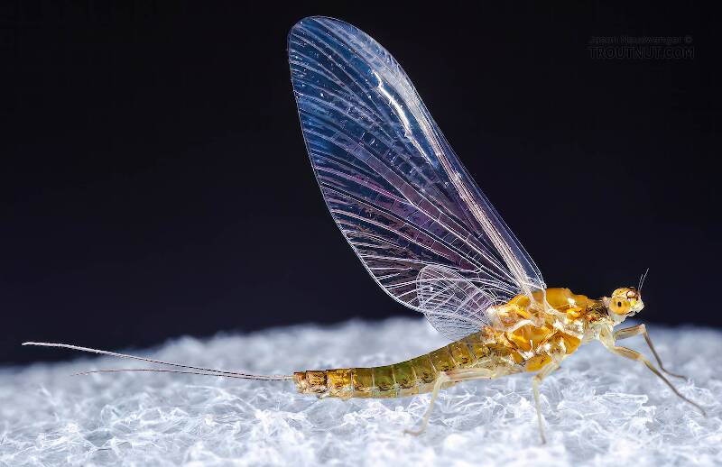 Lateral view of a Female Ephemerella excrucians (Ephemerellidae) (Pale Morning Dun) Mayfly Spinner from the Bois Brule River in Wisconsin