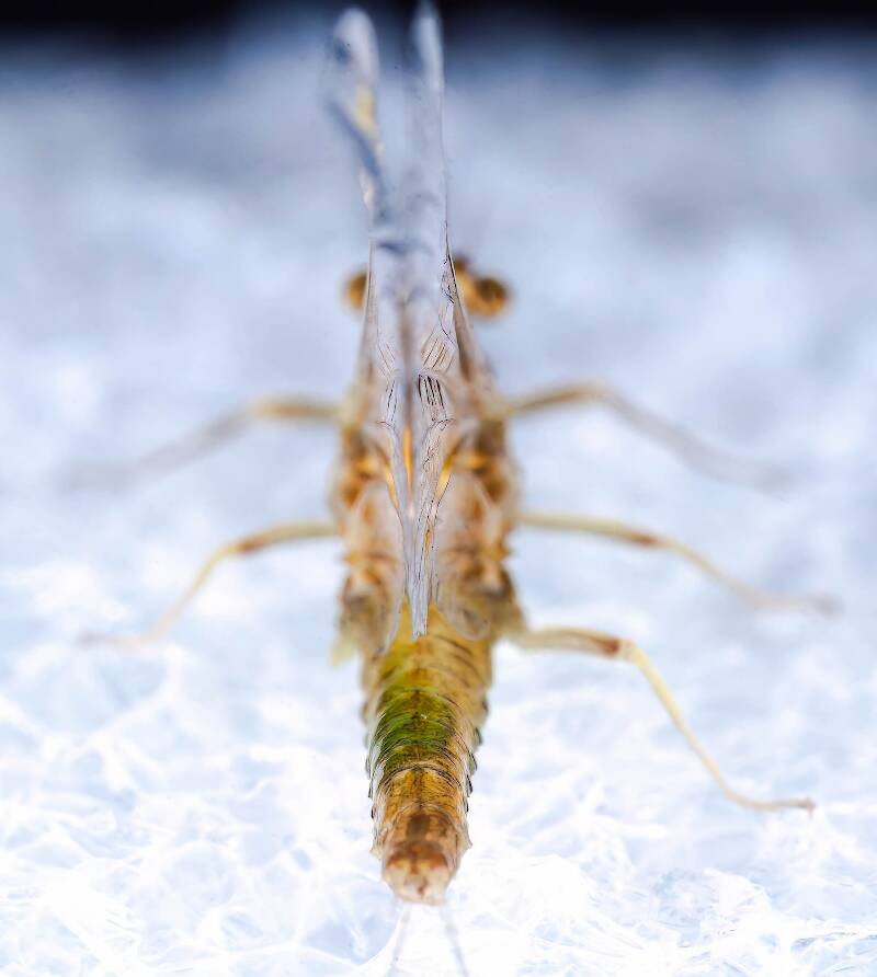 Female Ephemerella excrucians (Ephemerellidae) (Pale Morning Dun) Mayfly Spinner from the Bois Brule River in Wisconsin