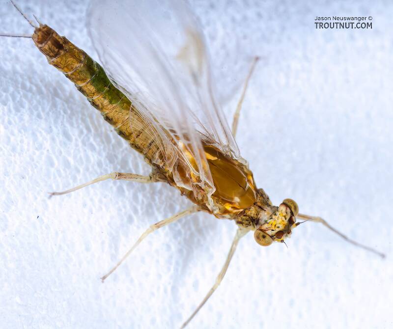 Dorsal view of a Female Ephemerella excrucians (Ephemerellidae) (Pale Morning Dun) Mayfly Spinner from the Bois Brule River in Wisconsin