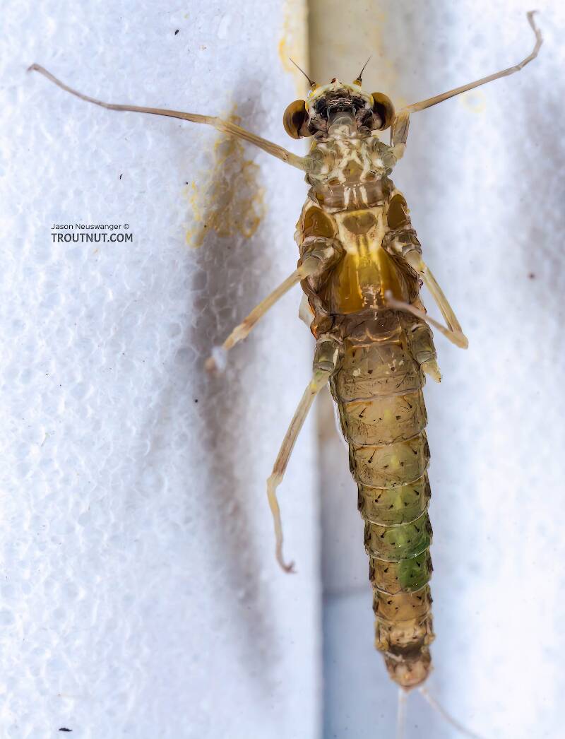 Ventral view of a Female Ephemerella excrucians (Ephemerellidae) (Pale Morning Dun) Mayfly Spinner from the Bois Brule River in Wisconsin