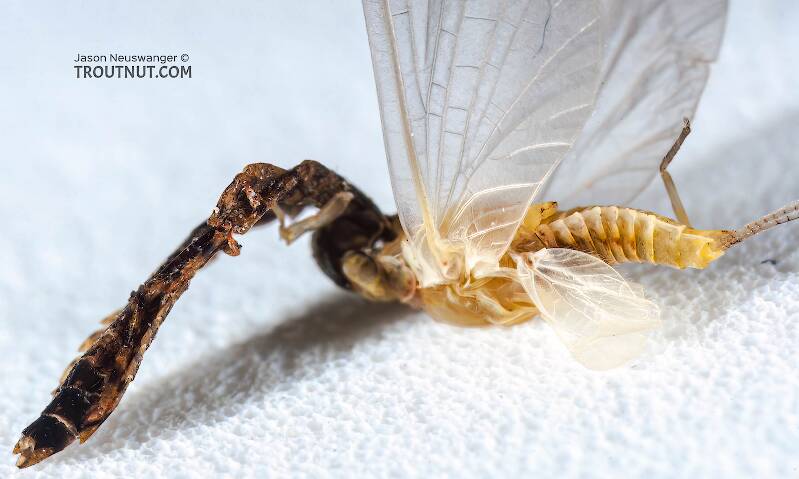 Female Ephemerellidae (Hendricksons, Sulphurs, PMDs, BWOs) Mayfly Dun from the Bois Brule River in Wisconsin