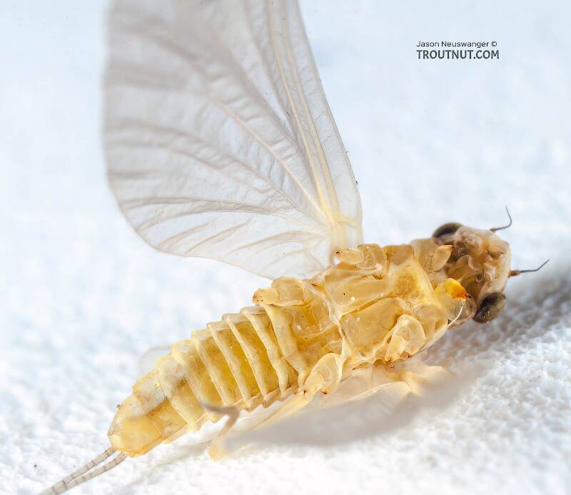 Ventral view of a Female Ephemerellidae (Hendricksons, Sulphurs, PMDs, BWOs) Mayfly Dun from the Bois Brule River in Wisconsin
