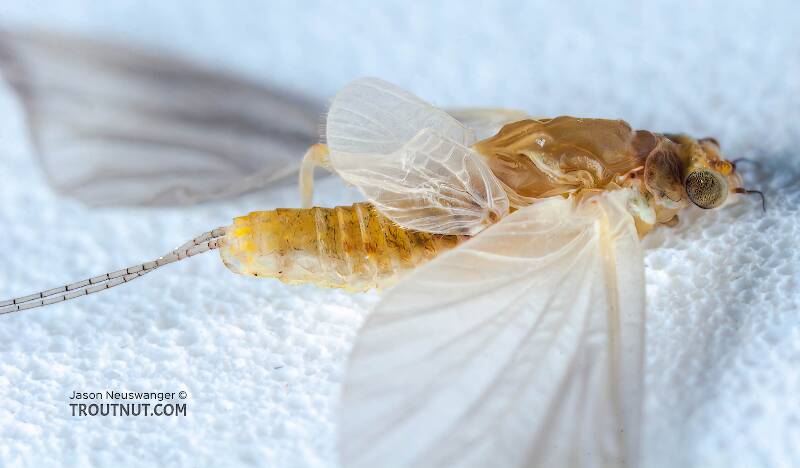 Lateral view of a Female Ephemerellidae (Hendricksons, Sulphurs, PMDs, BWOs) Mayfly Dun from the Bois Brule River in Wisconsin