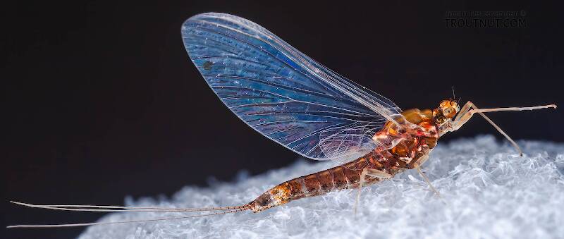 Lateral view of a Female Eurylophella (Ephemerellidae) (Chocolate Dun) Mayfly Spinner from the Bois Brule River in Wisconsin