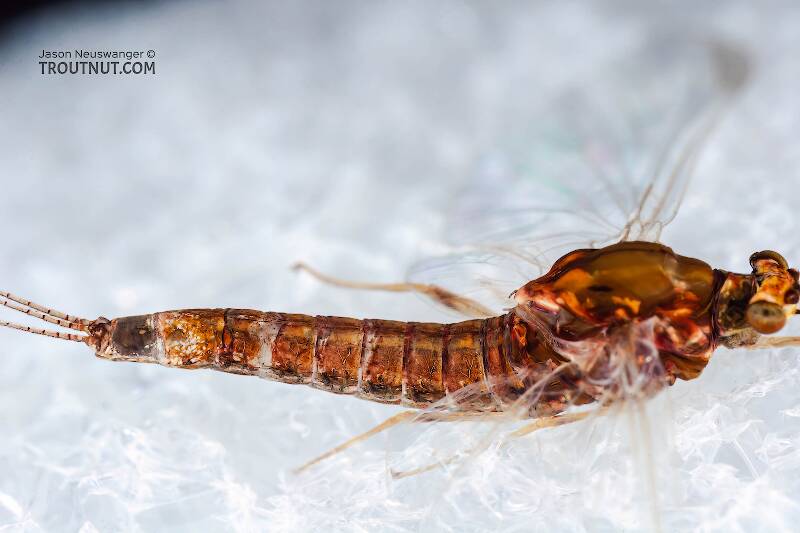 Dorsal view of a Female Eurylophella (Ephemerellidae) (Chocolate Dun) Mayfly Spinner from the Bois Brule River in Wisconsin