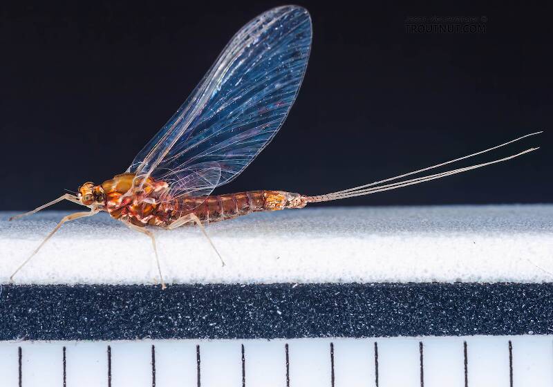 Ruler view of a Female Eurylophella (Ephemerellidae) (Chocolate Dun) Mayfly Spinner from the Bois Brule River in Wisconsin The smallest ruler marks are 1/16".