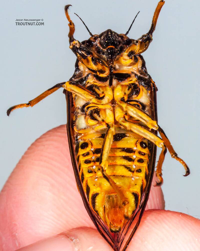 Ventral view of a Cicadidae (Cicada) True Bug Adult from the Bois Brule River in Wisconsin