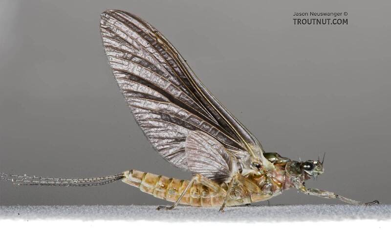 Lateral view of a Female Ephemerella subvaria (Ephemerellidae) (Hendrickson) Mayfly Dun from the West Branch of the Delaware River in New York