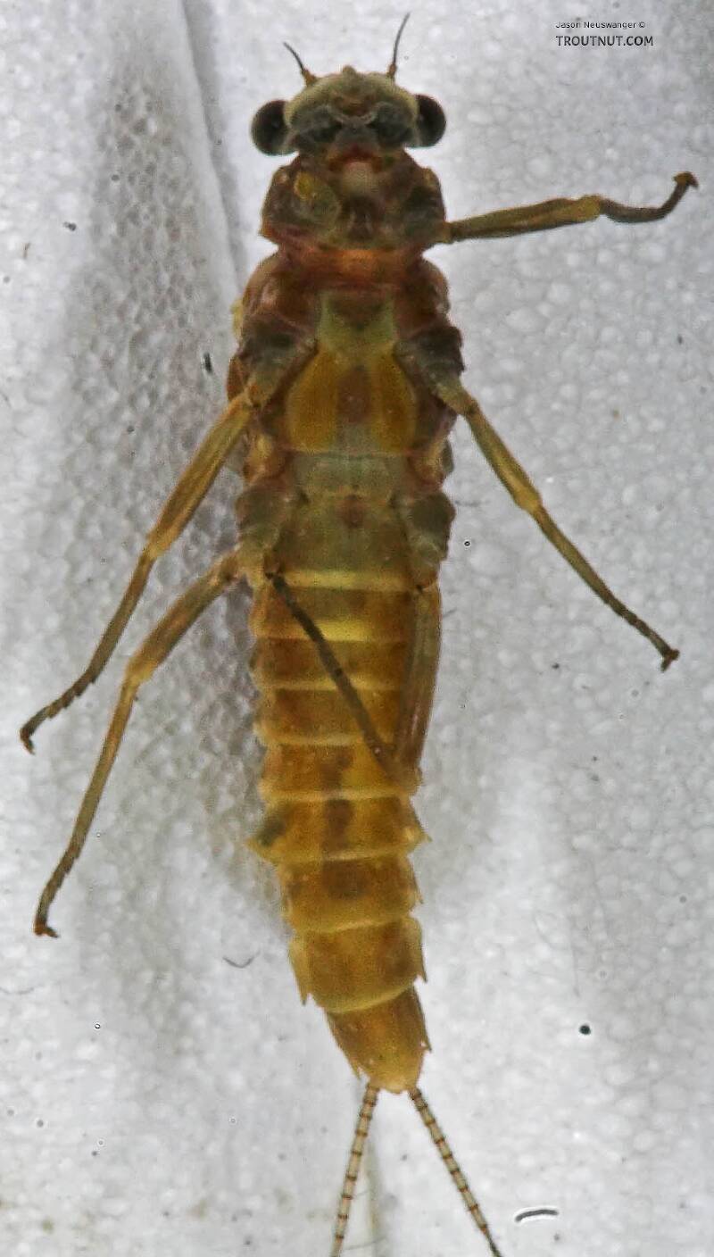 Ventral view of a Female Ephemerella subvaria (Ephemerellidae) (Hendrickson) Mayfly Dun from the West Branch of the Delaware River in New York