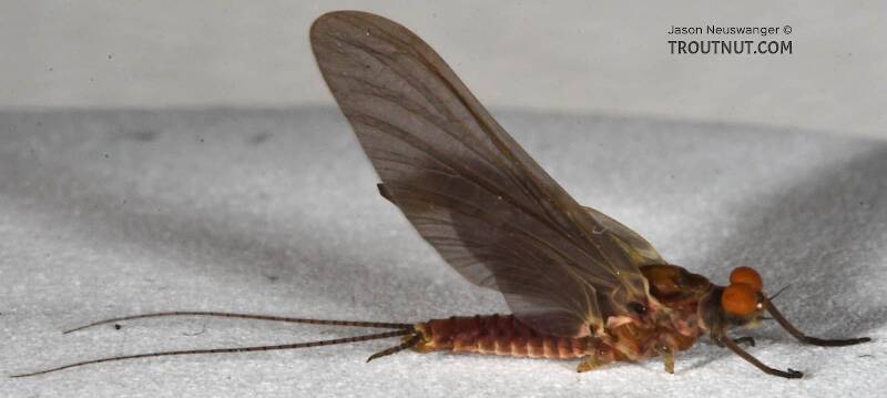 Lateral view of a Male Ephemerella subvaria (Ephemerellidae) (Hendrickson) Mayfly Dun from the West Branch of the Delaware River in New York