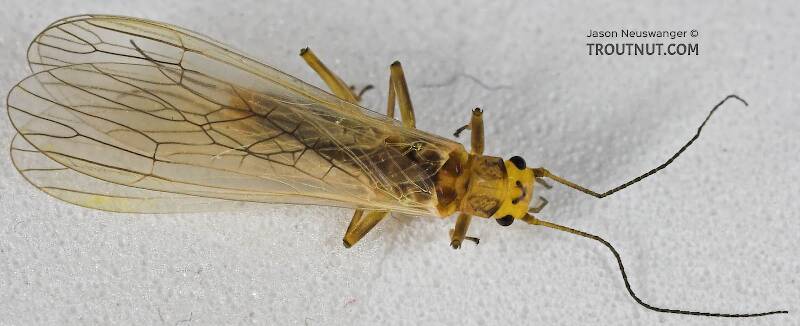 Dorsal view of a Perlodidae (Springflies and Yellow Stones) Stonefly Adult from the Beaverkill River in New York